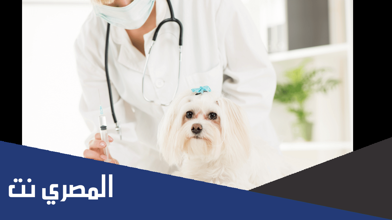 تنسيق طب بيطري 2022 مرحلة ثانية