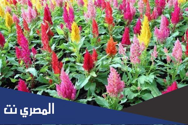 زهرة عرف الديك كيف تزرع
