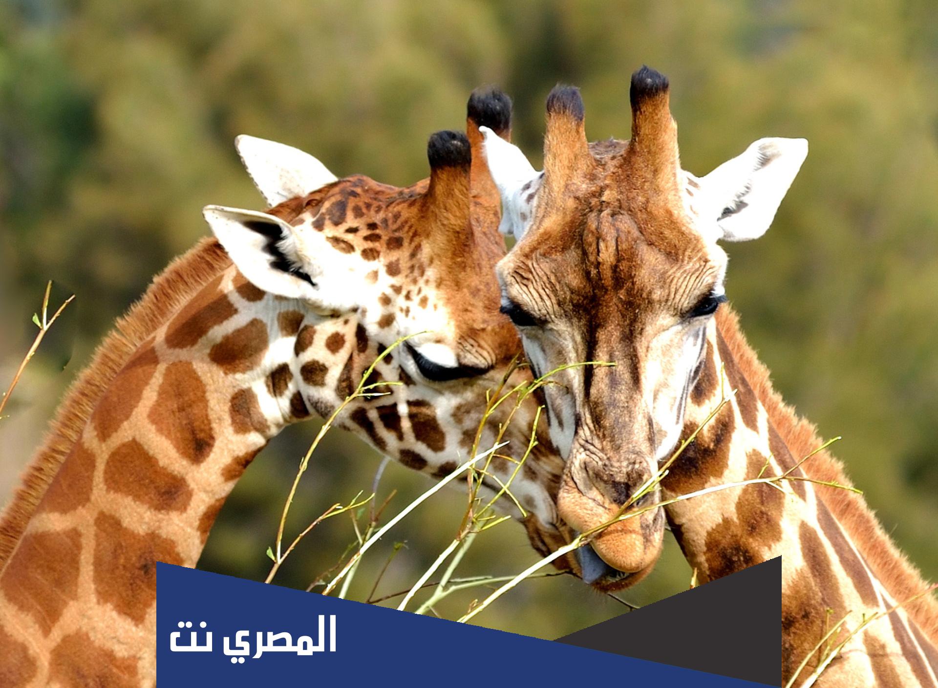 زوج الزرافة ما اسمه