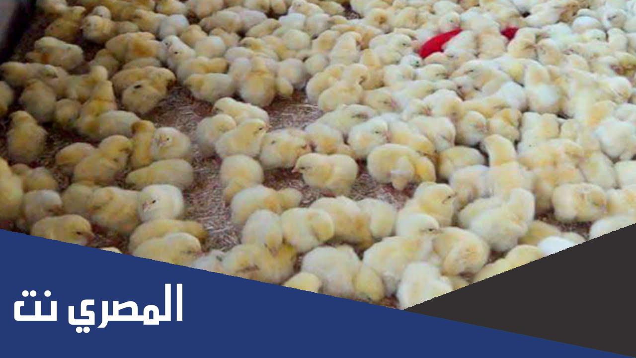 سعر الفراخ البيضاء اليوم الخميس 8/11