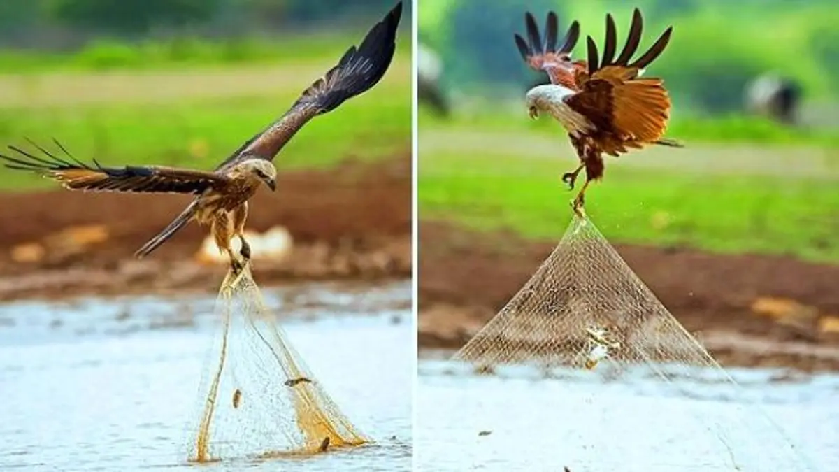 طائر الحدأة لماذا يقتل