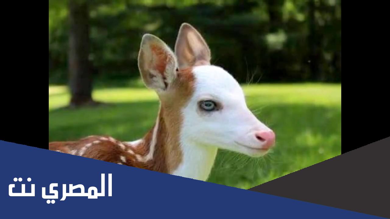 كلمات شيلة عيون المها