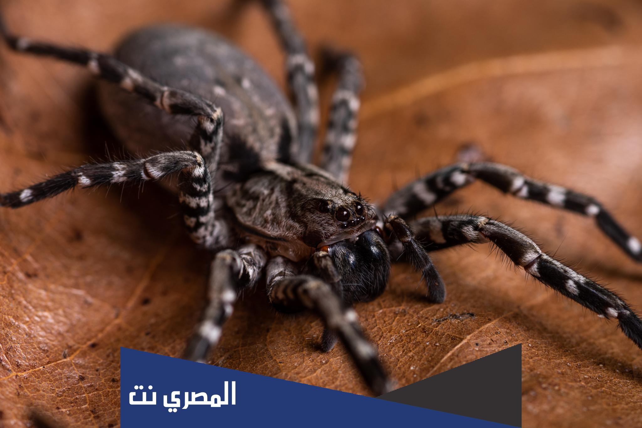 كم عدد ارجل العنكبوت