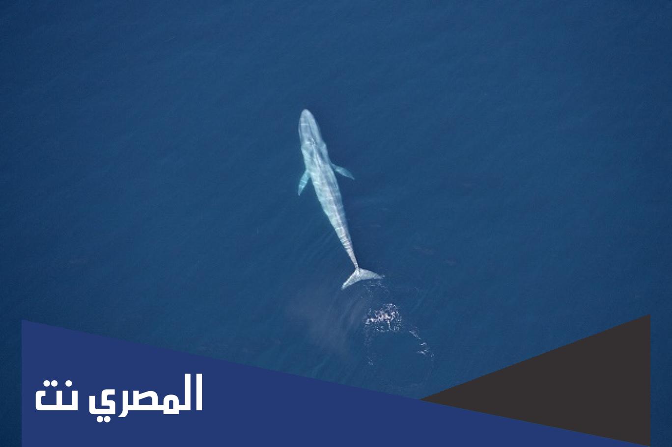 لماذا صرخ الحوت في بداية 2020 ؟