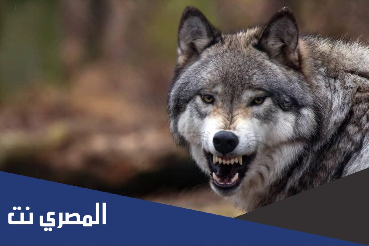 لماذا يدور الذئب على شكل 8 عند سجنه ويكيبيديا
