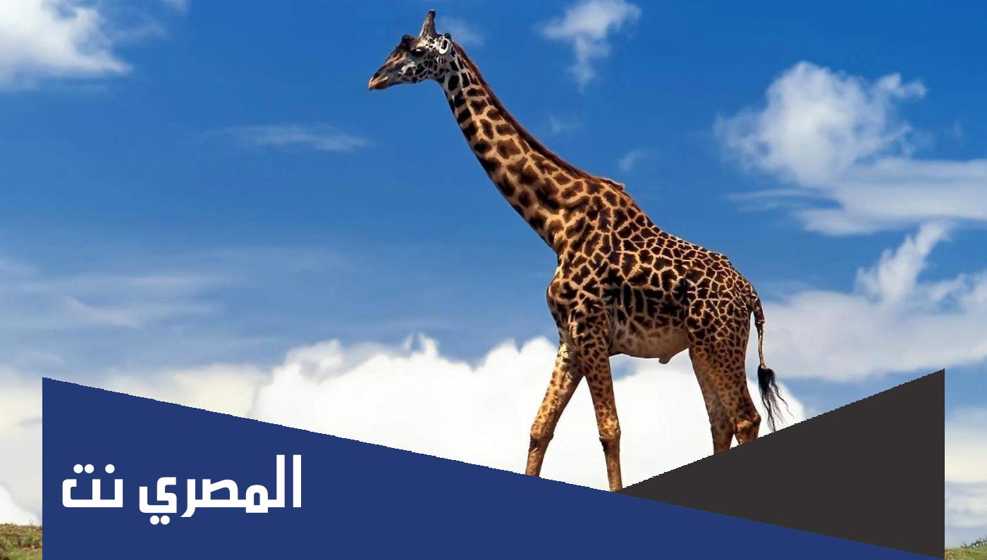 ما اسم زوج الزرافة