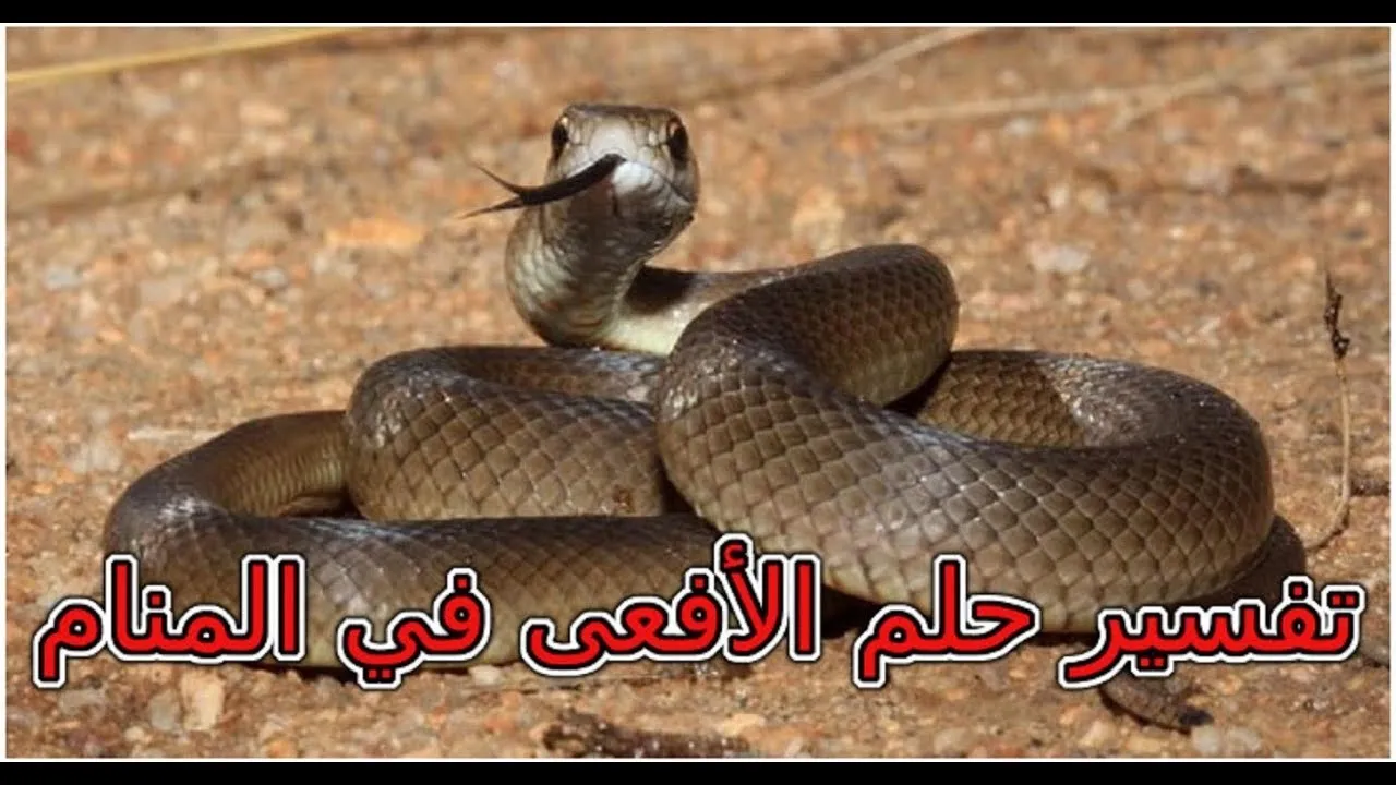 ما معنى الافعى في المنام