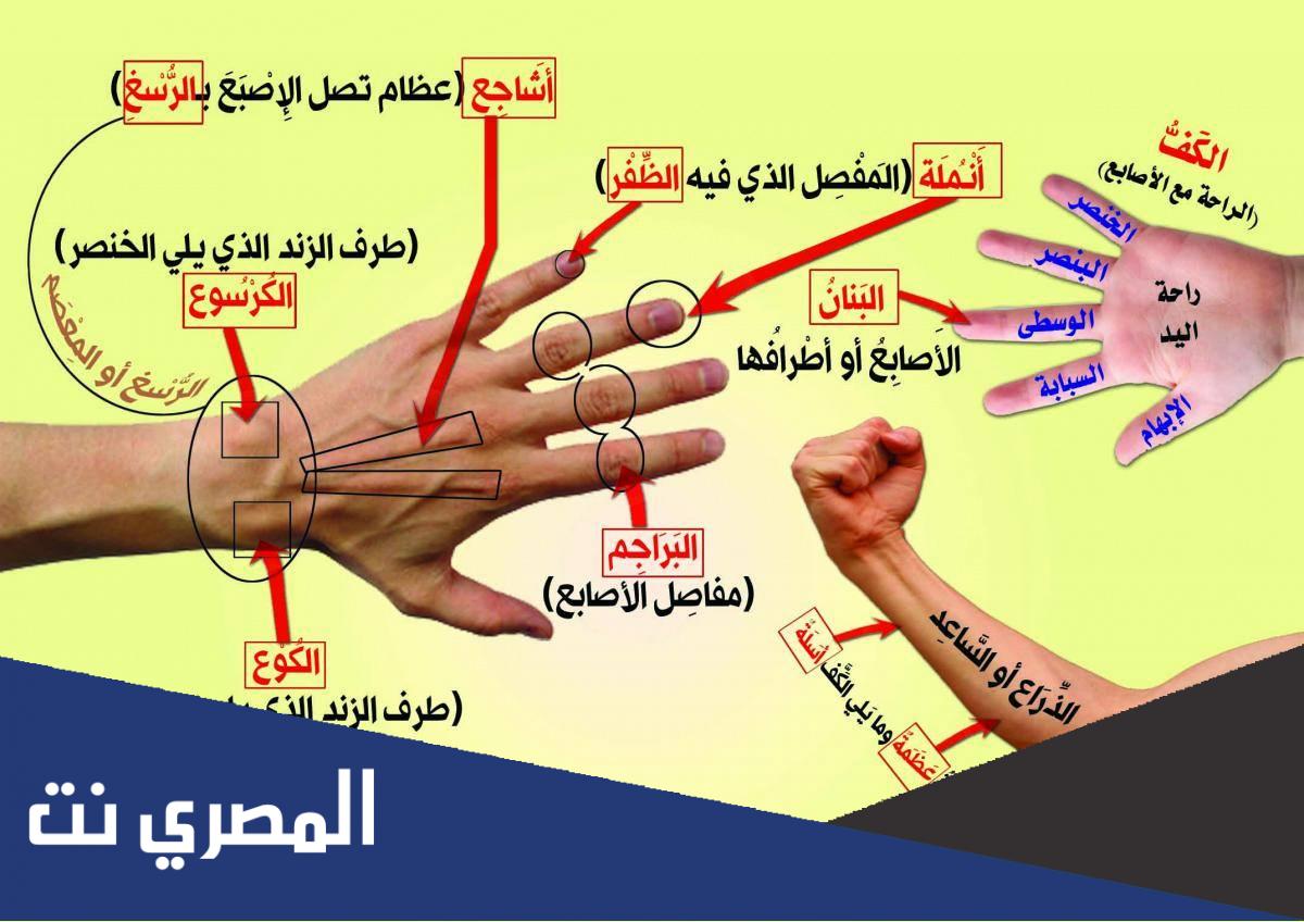 ما هو البوع والكوع والكرسوع