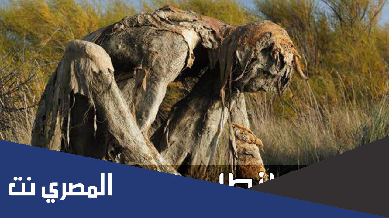 ما هو الطنطل ؟