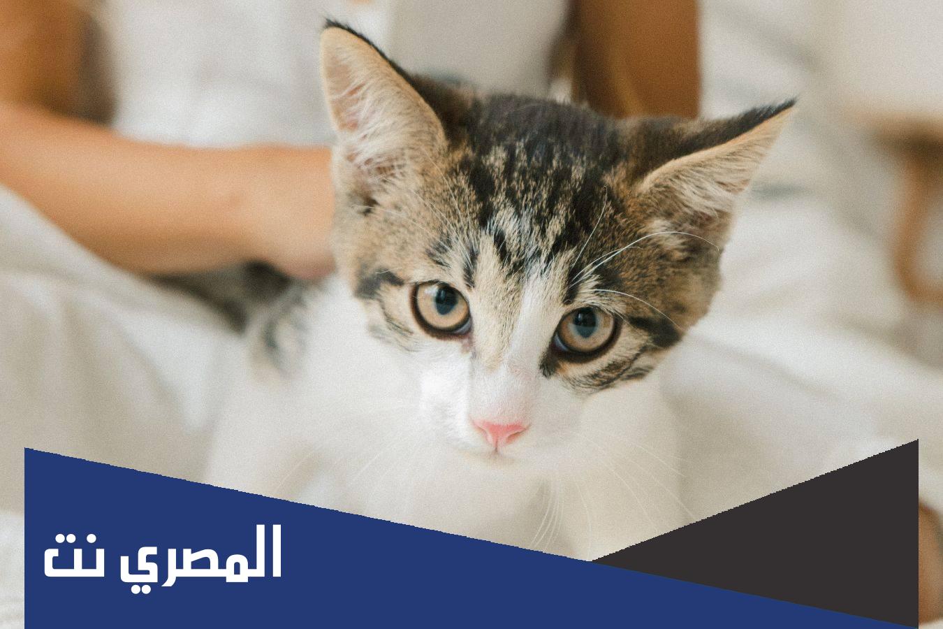 متى اليوم العالمي للقطط 2022