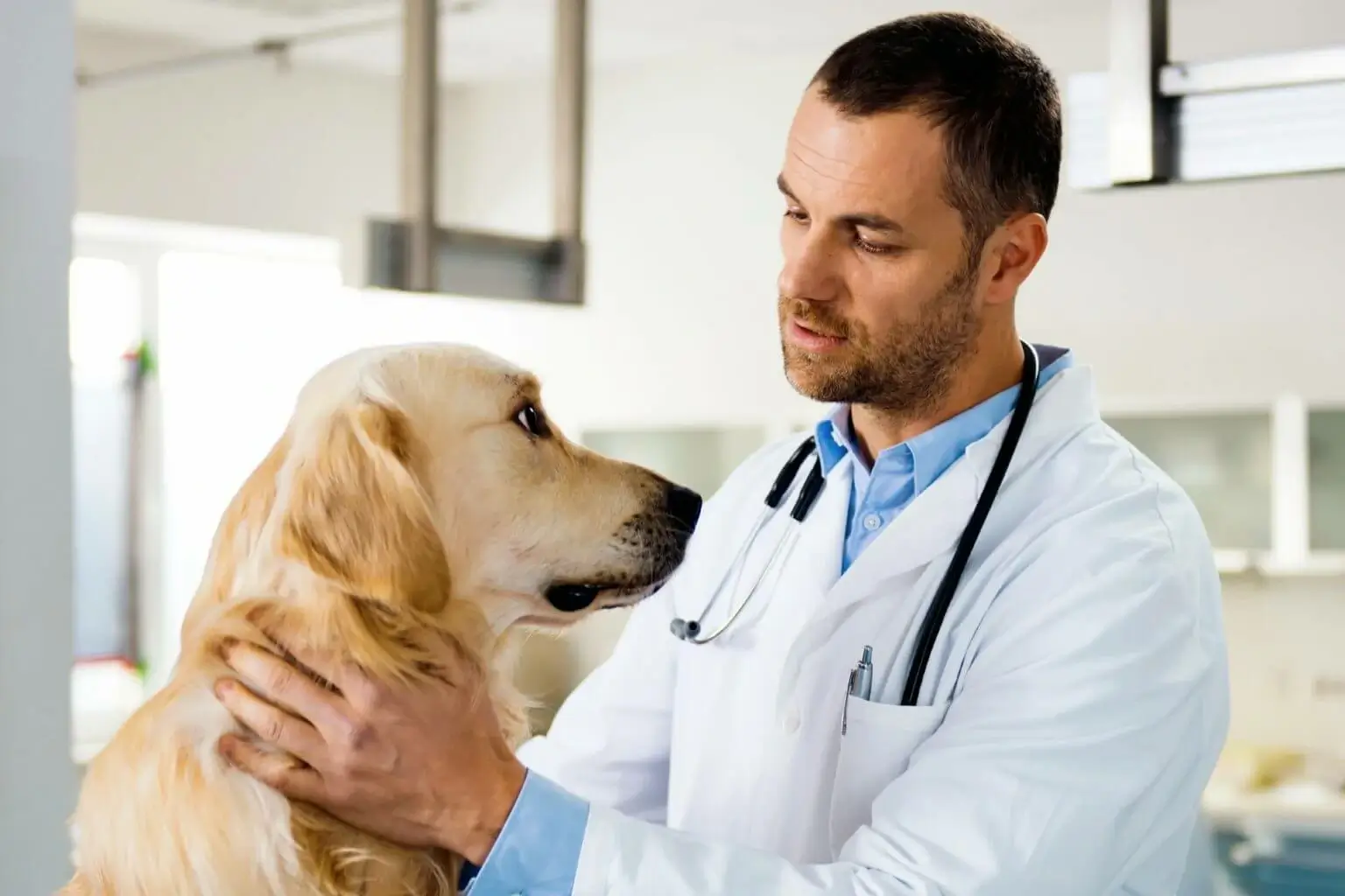 هل الطب البيطري له مستقبل
