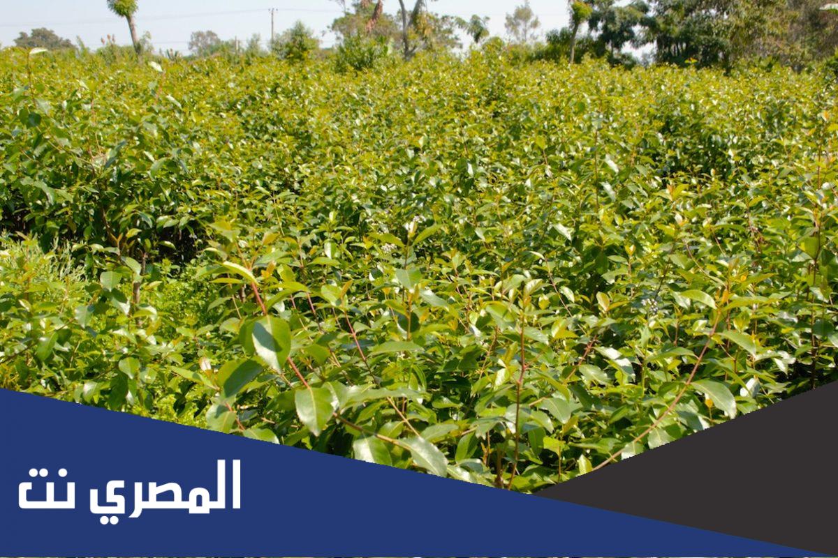 هل القات حرام ام حلال
