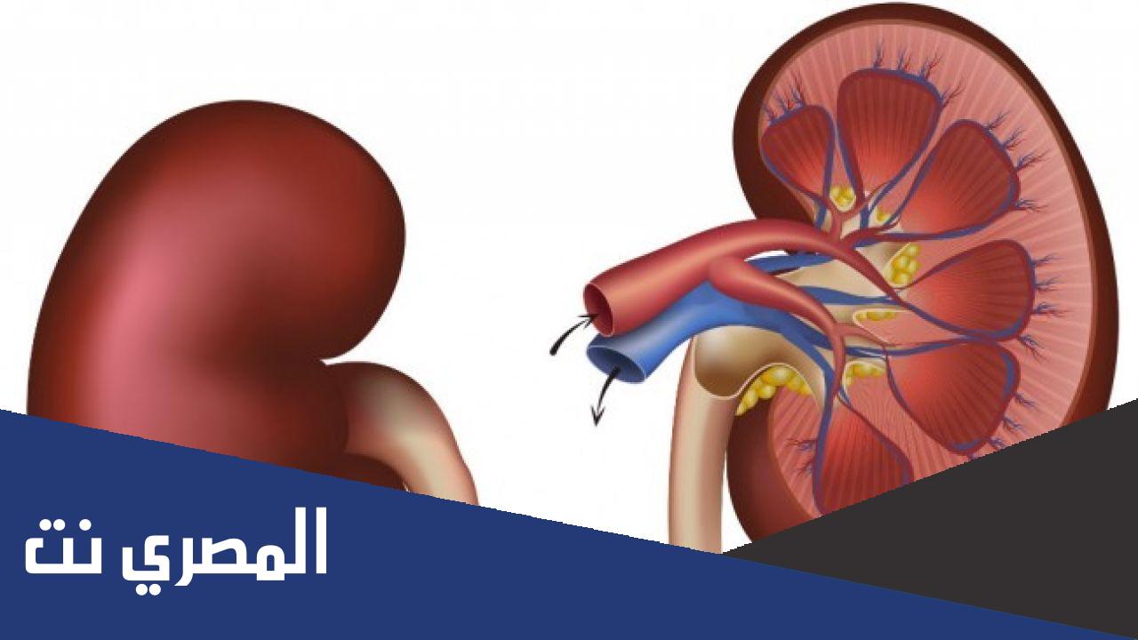 هل يستطيع الانسان العيش بكلية واحدة