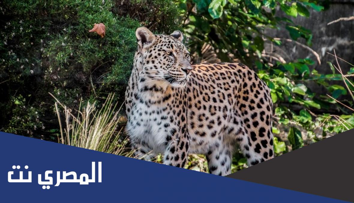 هل يعيش النمر العربي في السعودية