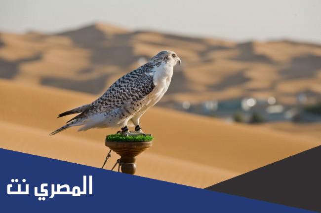 حجز تذاكر معرض الصقور