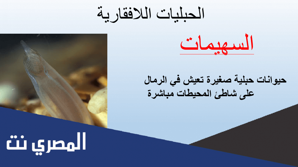 بحث عن اللافقاريات الحبلية
