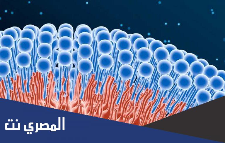 تقرير عن الليبيدات المفسفرة