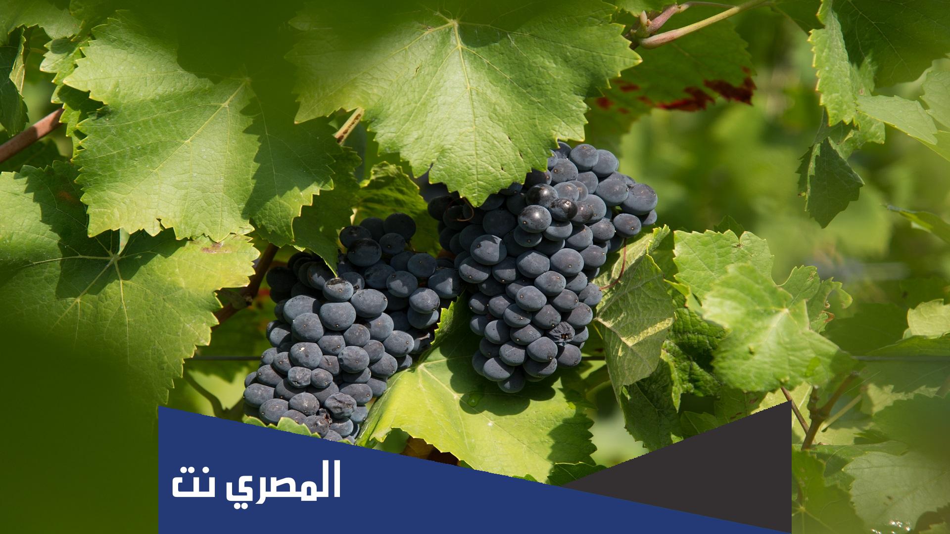عنب اسود من 3 حروف