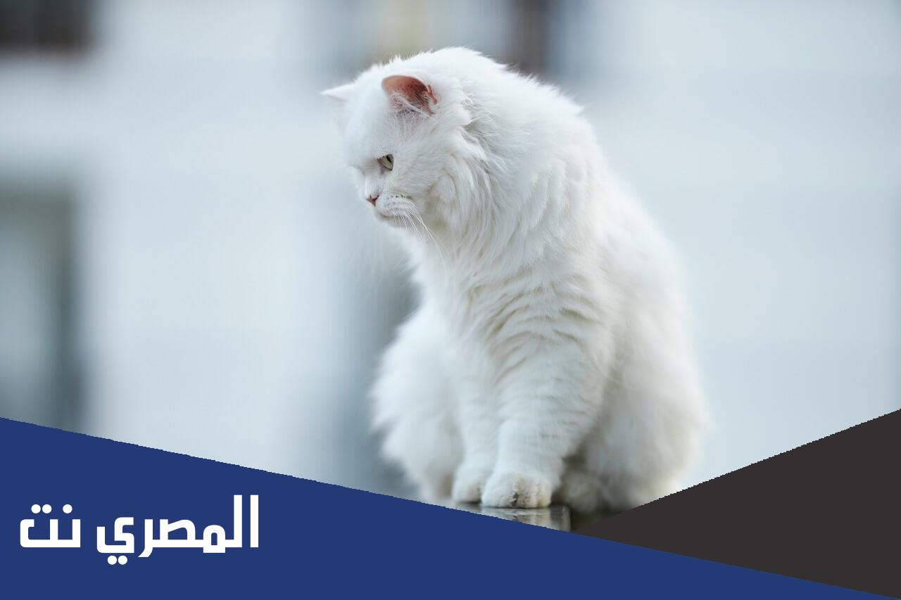 ما تفسير عضة القطة البيضاء في المنام للعزباء لابن سيرين