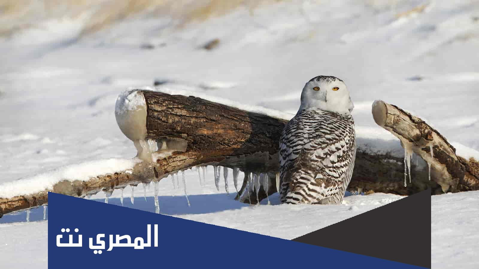 معلومات عن البومة للاطفال