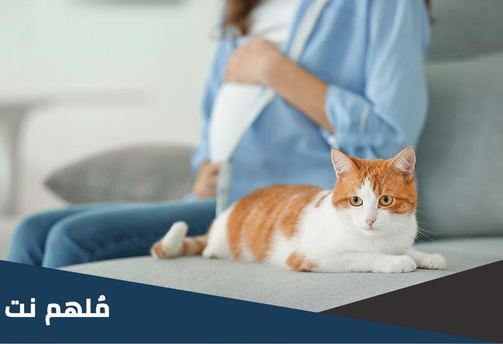 هل القطط تسبب العقم عند النساء
