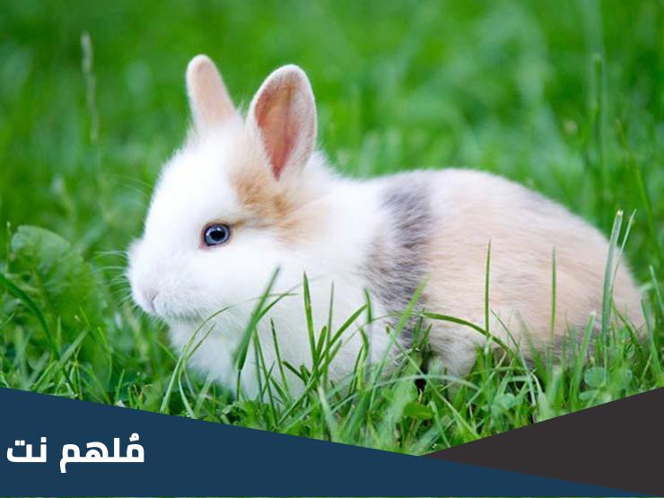 لماذا امتنع النبي عن اكل لحم الارنب