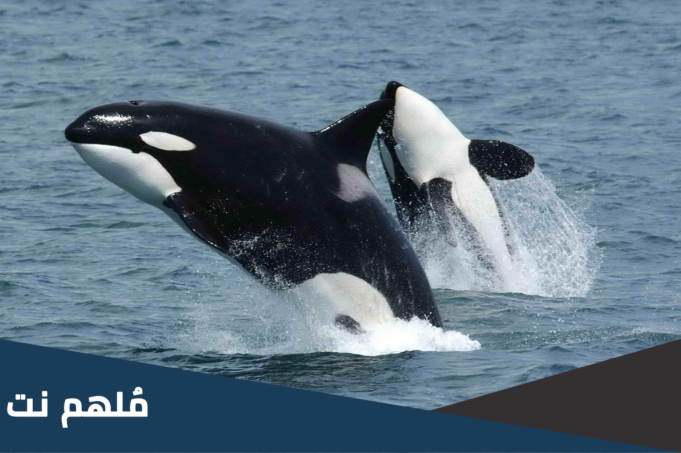 ما هو اشرس انواع الحيتان