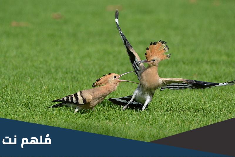 ماهو الحيوان الذي يرى الماء من بعد ويحس به في باطن الارض