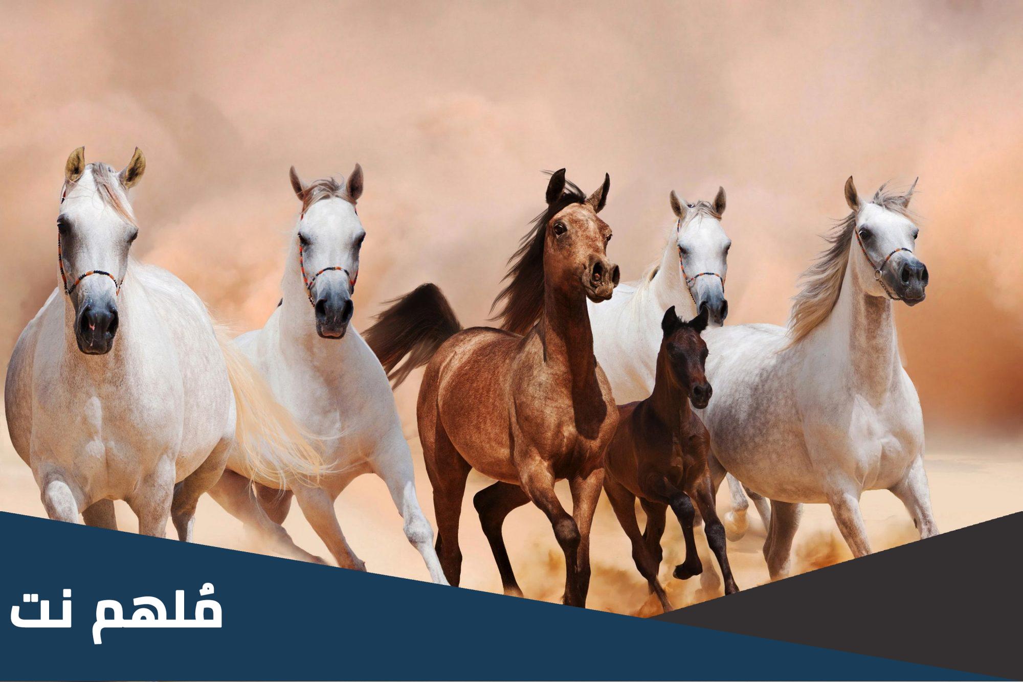 عبارات عن الخيل والخيال