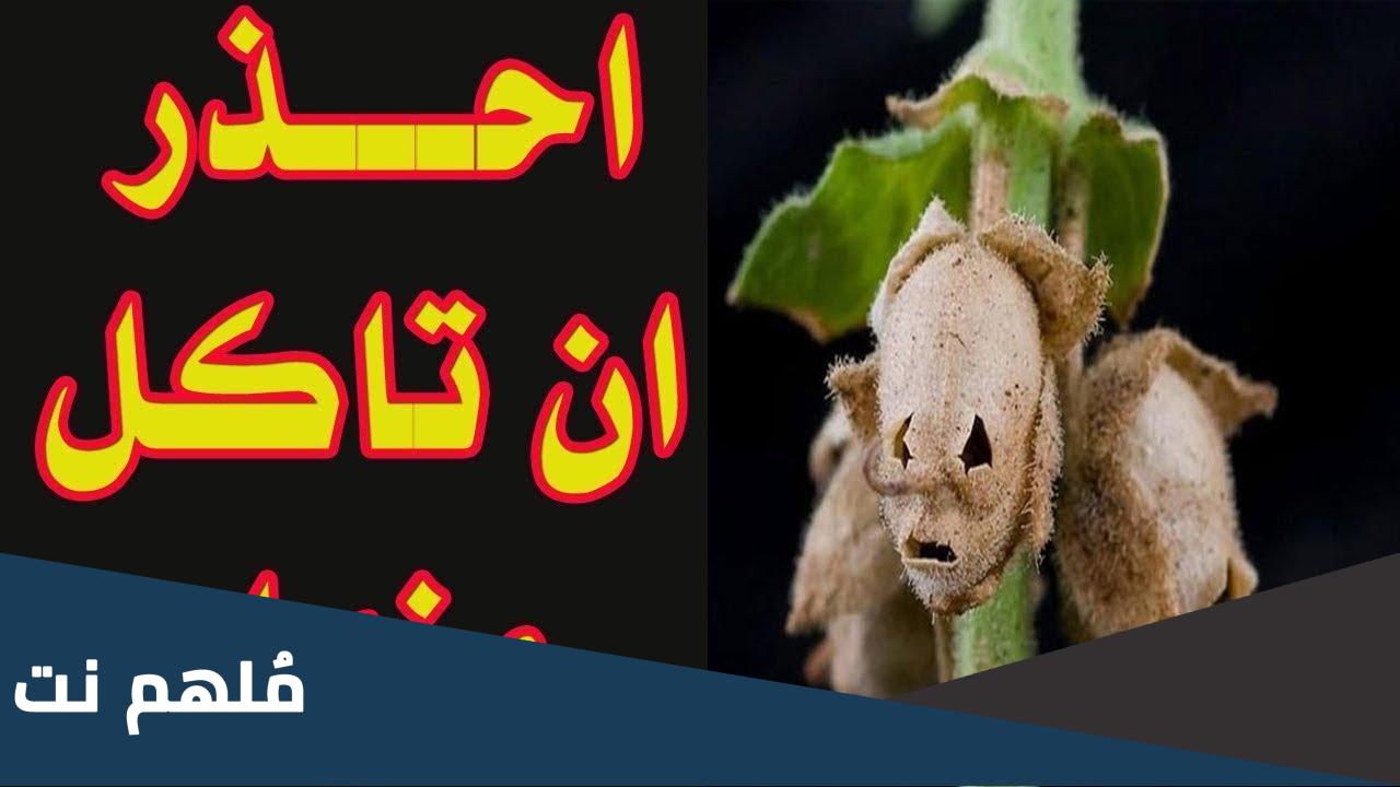 ما الشجرة الملعونة في القران