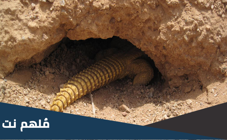 ما هو جحر الضب