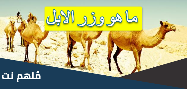 ما هو وزر الابل