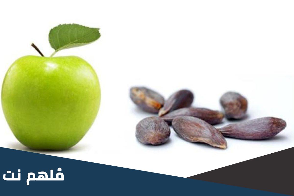 هل بذور التفاح سامة