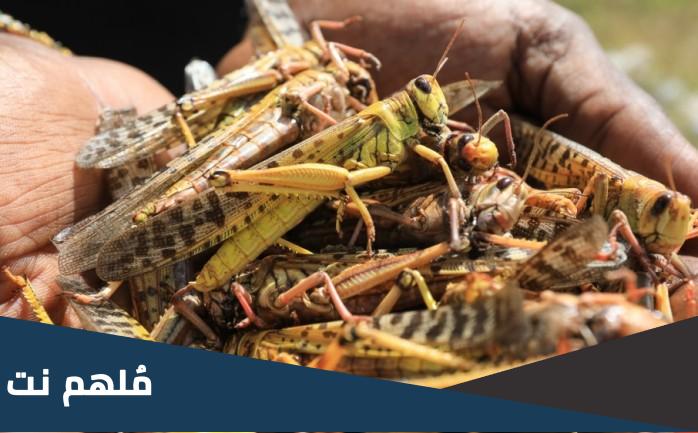 هل ظهور الجراد من علامات يوم القيامة