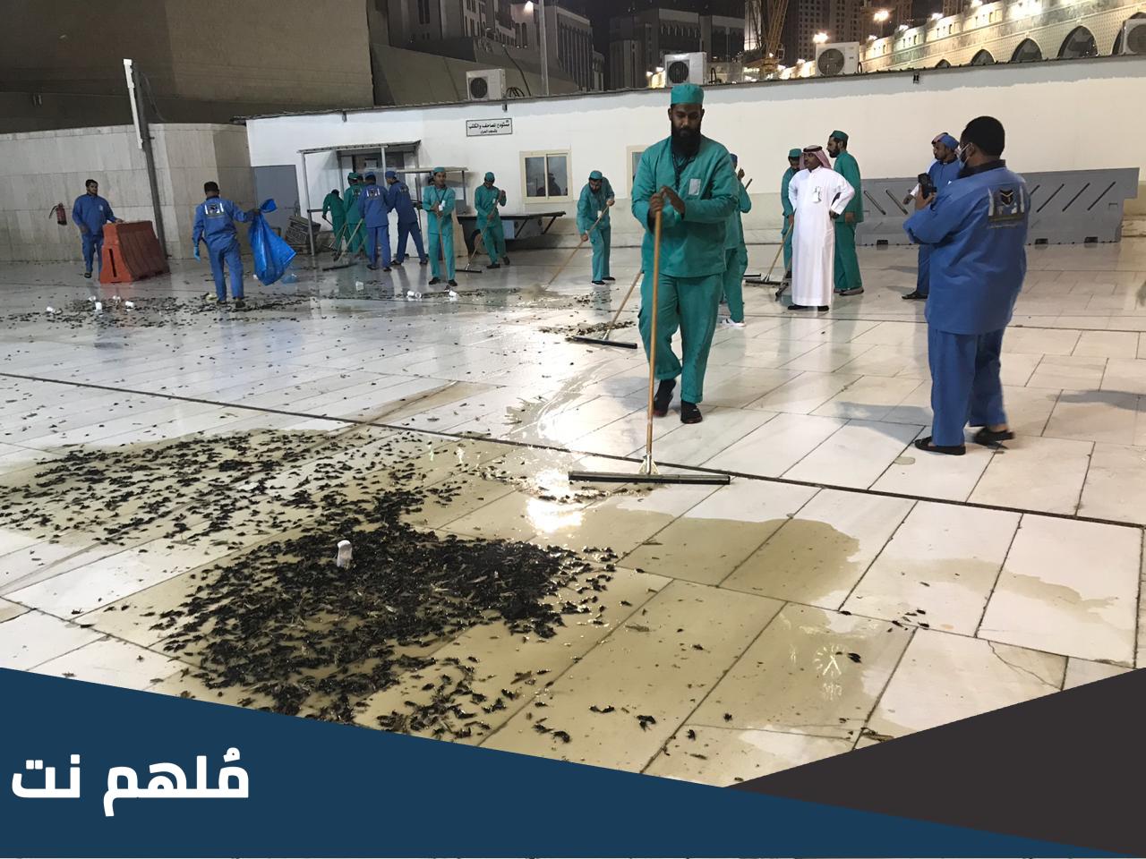 حقيقة هجوم الجراد على مكة