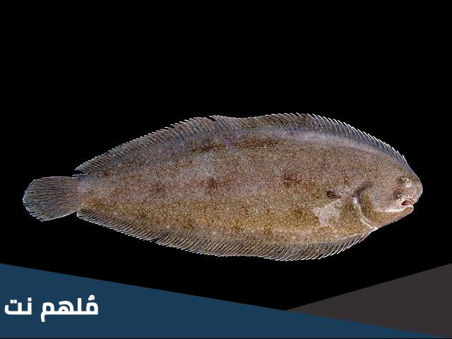 ما هي سمكة موسى ويكيبيديا وأهم المعلومات عنها