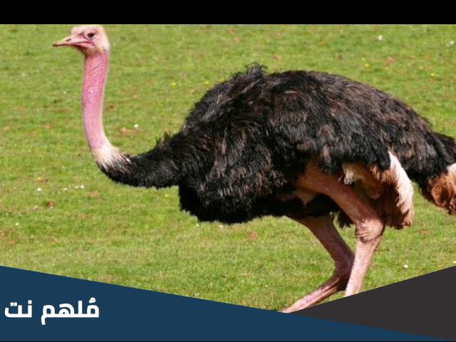 صوت النعامة 4 حروف