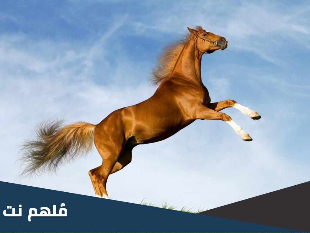 التسجيل في أكاديمية ما كنزي لتعليم الفروسية