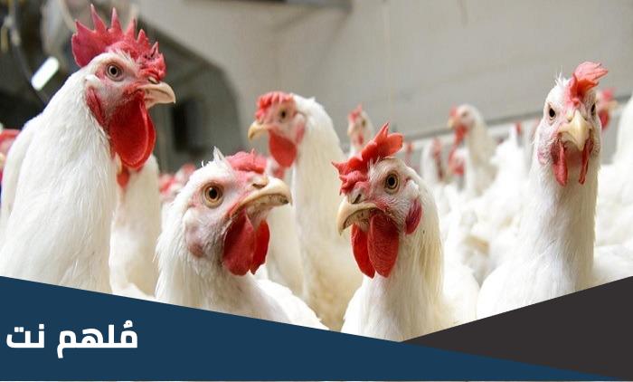 اماكن بيع الفراخ البرازيلي في الاسكندرية