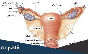 اين يحدث الاخصاب في الجهاز التناسلي الانثوي
