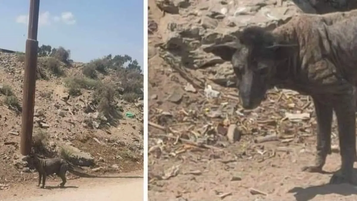 تفاصيل عن الكائن الغريب الذي ظهر في مصر