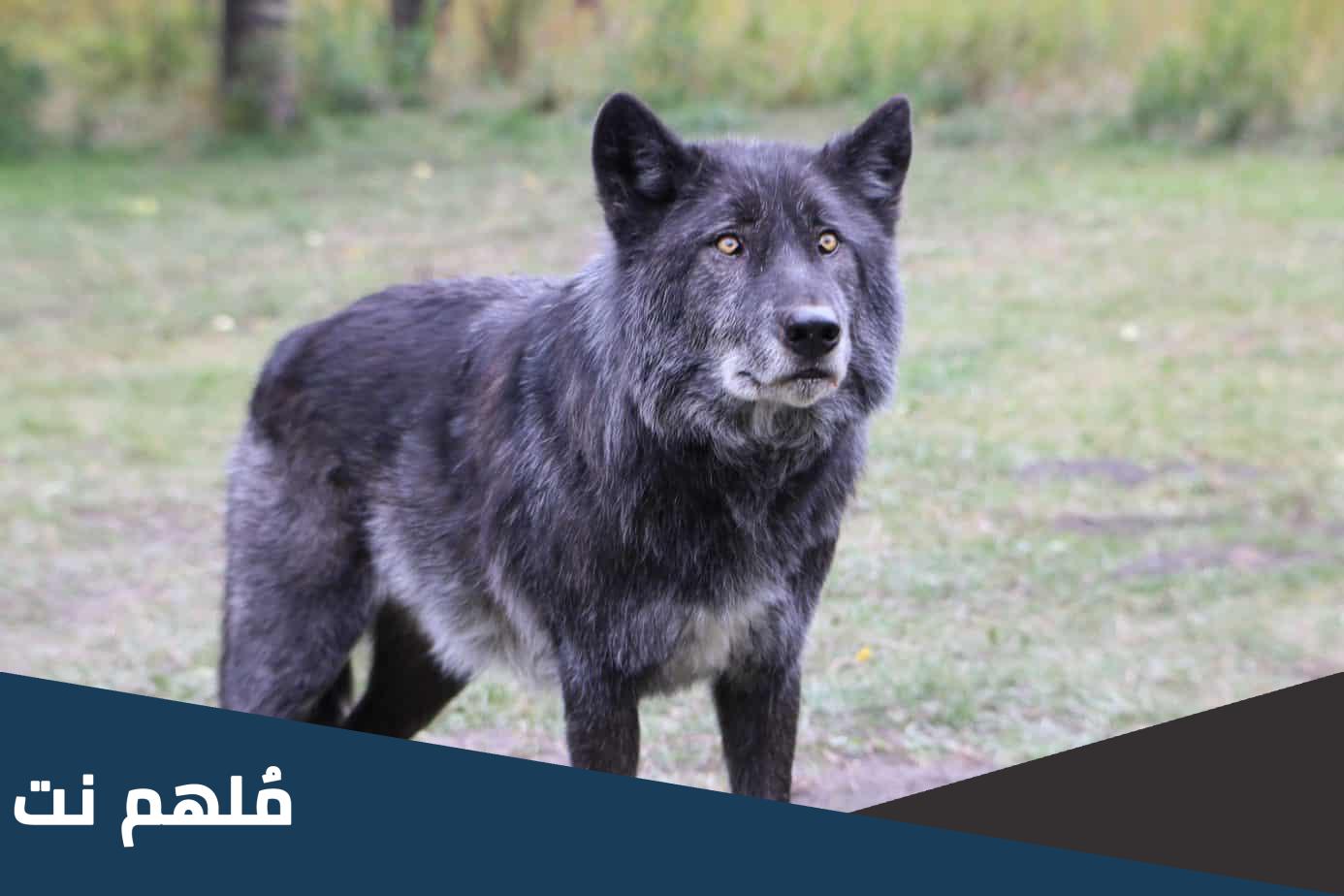 ذئاب الغد من 8 حروف