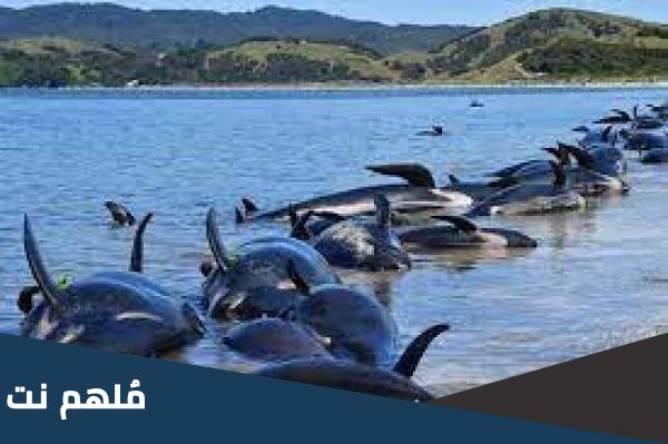 سبب انتحار دلافين في سلطنة عمان