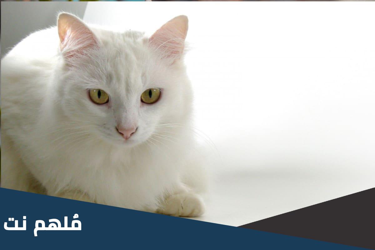 كم سعر قط أنغورا التركي