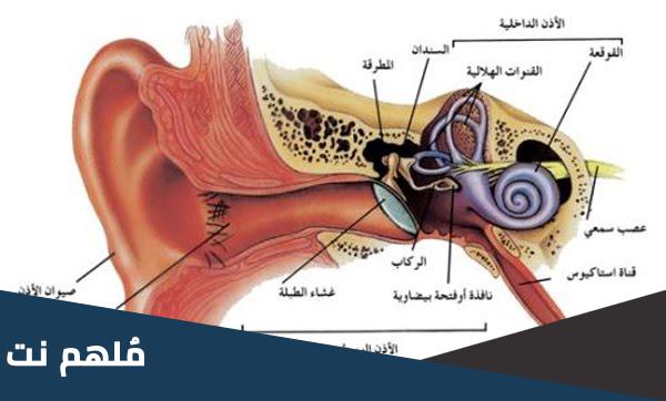 كم عدد القنوات السمعية في الاذن