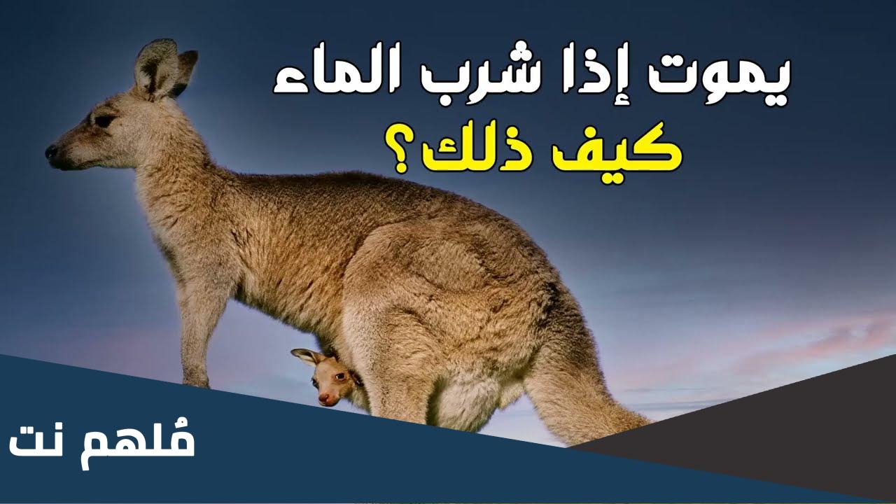 لماذا الكنغر لا يشرب الماء