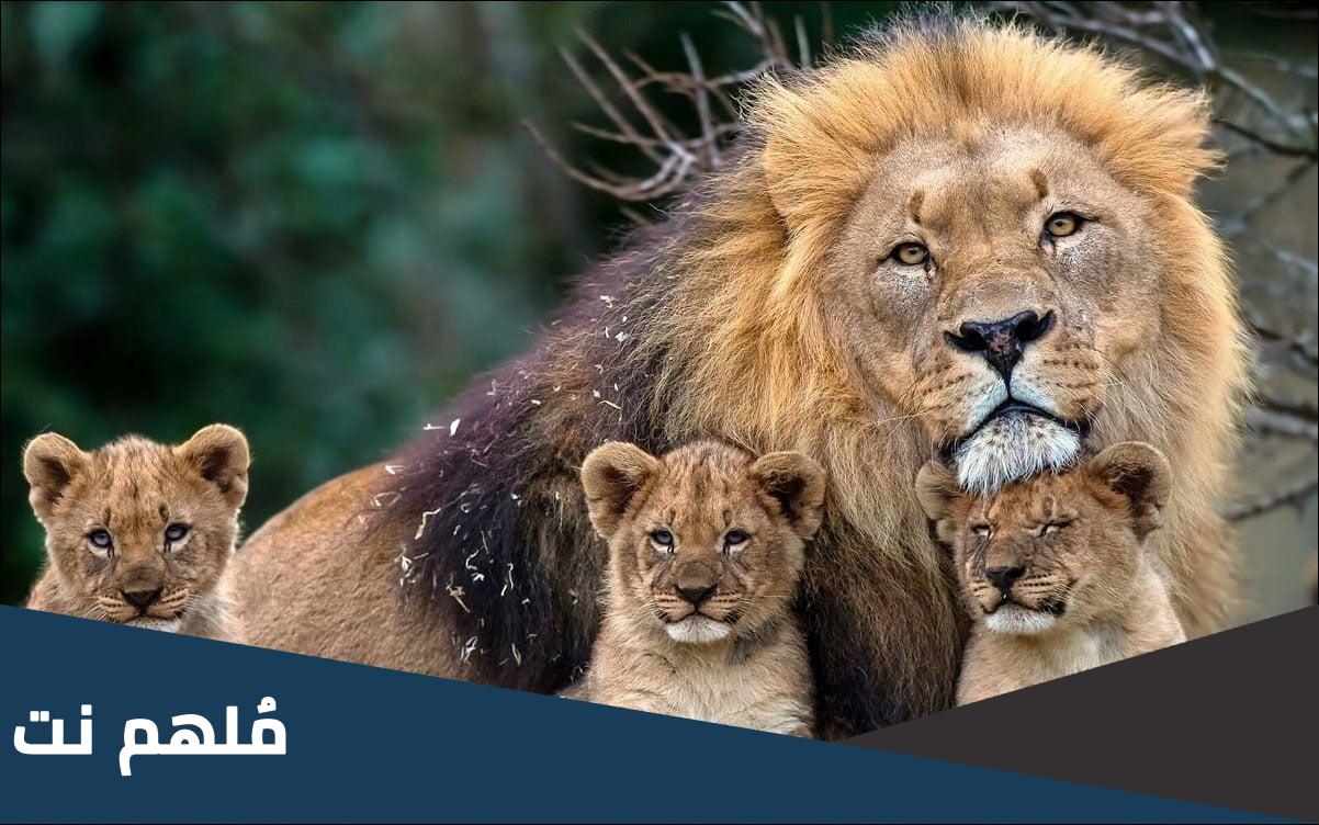 لماذا تزأر الاسود