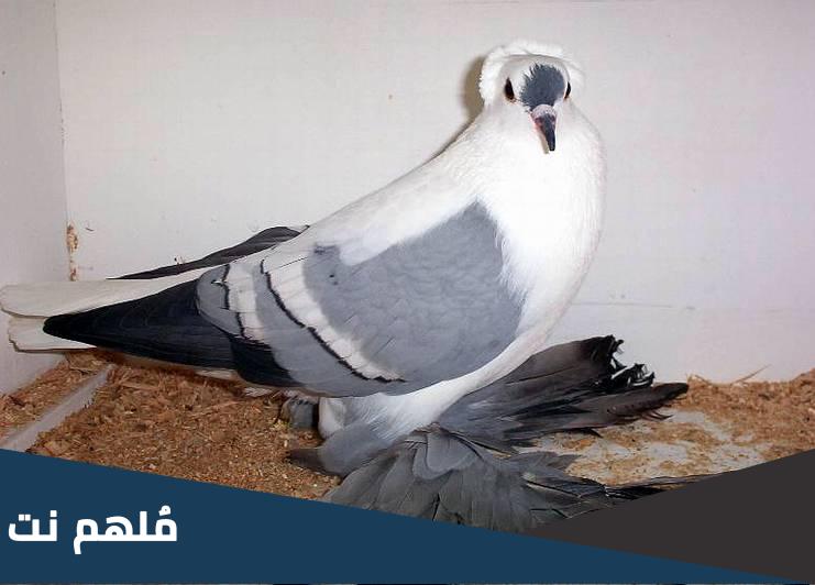 لماذا كيس الصفراء مفقود في الحمامة