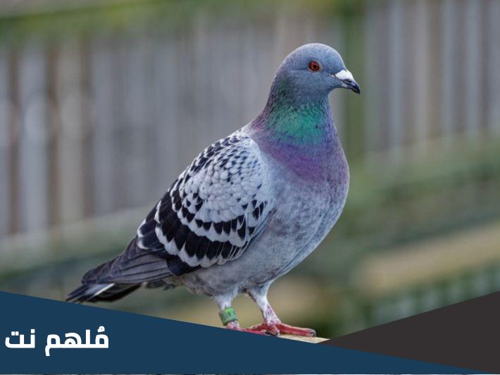 لماذا مربي الحمام لا تقبل شهادته