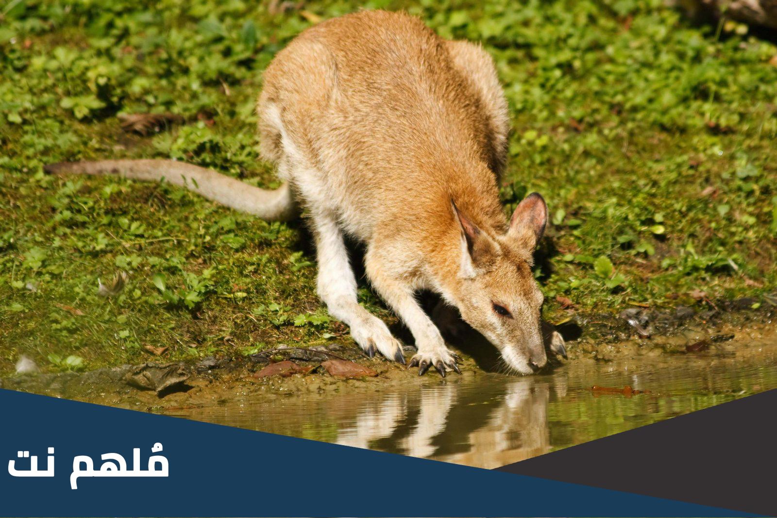 لماذا يموت الكنغر اذا شرب الماء